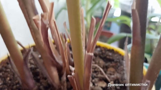 МОИ ЦВЕТЫ СЕГОДНЯ САНСЕВИЕРИЯ ДЕКАБРИСТ ДЕНЕЖНОЕ ДЕРЕВО смотреть онлайн