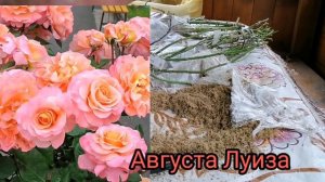 Обзор посылки из питомника Меховских rozavrn. ru. (осень 21).#розымеховских