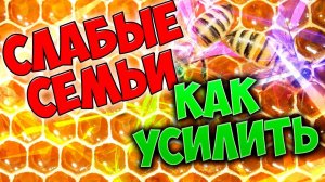 Пчеловодство для начинающих. Как усилить слабые отводки и подготовить их к раннему весеннему взятку.