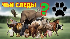 Угадай СЛЕДЫ ЖИВОТНЫХ .? Животные для детей.? Развивающие мультики для детей
