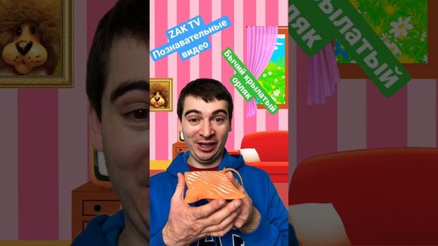 Бычий крылатый орляк. Почему он с изяществом передвигается? смотреть онлайн