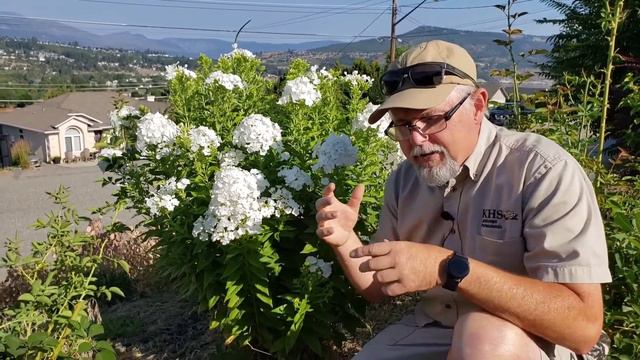 What Makes This Plant So Great 'Episode 3' (Phlox Davidii) смотреть онлайн