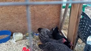 СОДЕРЖАНИЕ КУР ДОМИНАНТОВ .   ПЕРЕМЕНЫ У КУР