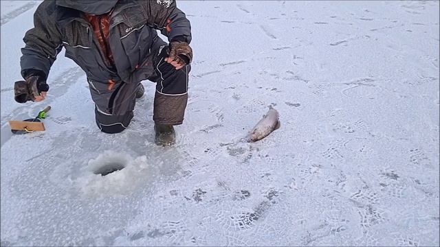 Открытие рыбалки со льда!!!Клевое Место д.Савельево смотреть онлайн