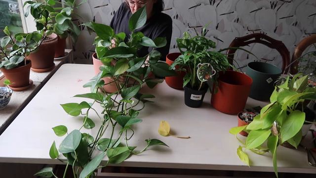 Jungle huiskamer planten verpotten! | De Kleine Groene Planeet смотреть онлайн
