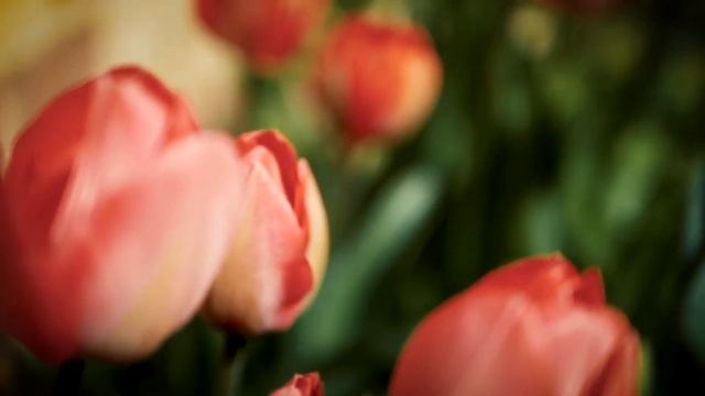 Прости Поёт Александр Баландин, слова Галины Пятисотских смотреть онлайн