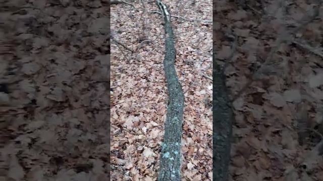 Как легально и бесплатно заготовить дрова в деревне?????? смотреть онлайн