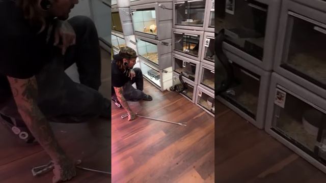 LIVE STREAM IN THE VENOMOUS ROOM 🔥 смотреть онлайн