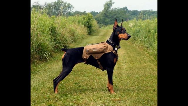 Доберман смотреть онлайн