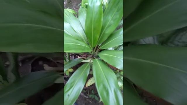 Zielona Dracena смотреть онлайн