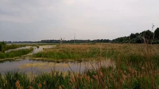 Бисерово. Рыбхоз. Чайки | Московская область смотреть онлайн