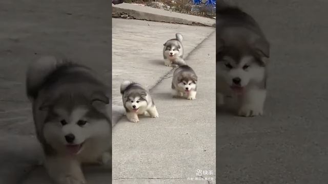 Собачки милые, пушистые #shorts смотреть онлайн