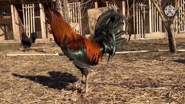 TOP 10 GAMEFOWL BLOODLINE #Gamefowl смотреть онлайн