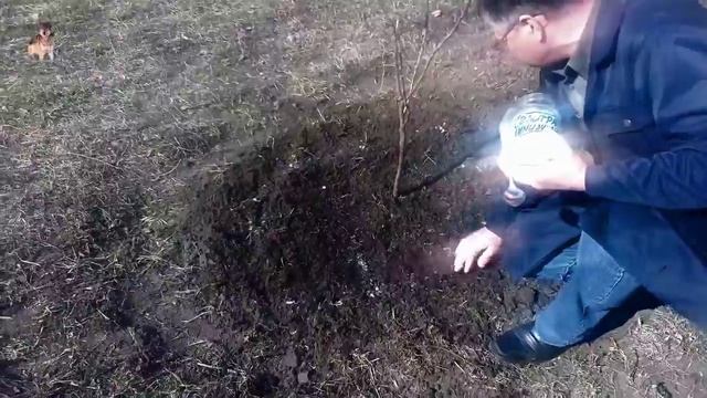 Весенняя подкормка яблони смотреть онлайн
