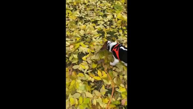 Do Not Buy A Beagle Before Watching This Video смотреть онлайн