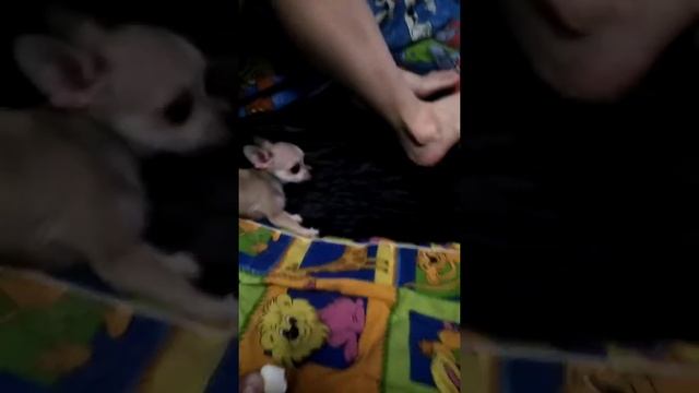 Самая милая собака в мире смотреть онлайн