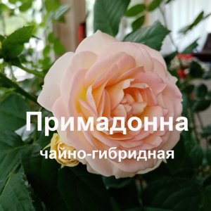Чайно-гибридная роза Примадонна