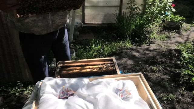 Запор (Майская болезнь) пчел смотреть онлайн