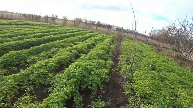 КУПИЛИ ДОМ НА ЮГЕ.ПЕРВЫЙ ДЕНЬ ЗИМЫ НА КУБАНИ.РЕДИСКА В ОТКРЫТОМ ГРУНТЕ. НУЖНА ЛИ НОРКОВАЯ ШУБКА? смотреть онлайн