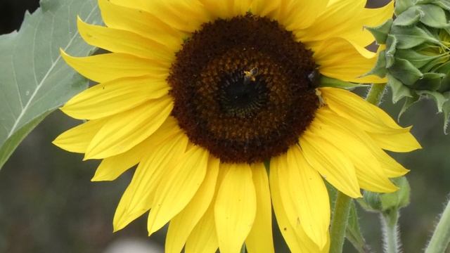 #naturephotography #travel Photography At Ggantija Temples, Gozo Malta