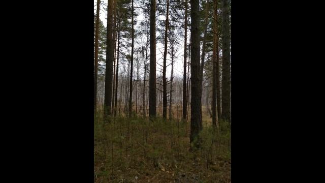 кудряшовский бор, уаз смотреть онлайн