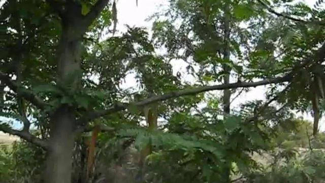 Honey Locust from Blossom to Pod--unlocking the food смотреть онлайн
