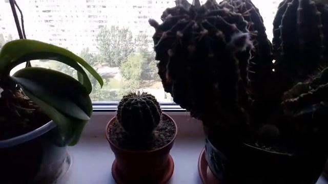 Кактус 🌵 набирает бутоны дубль 2 смотреть онлайн