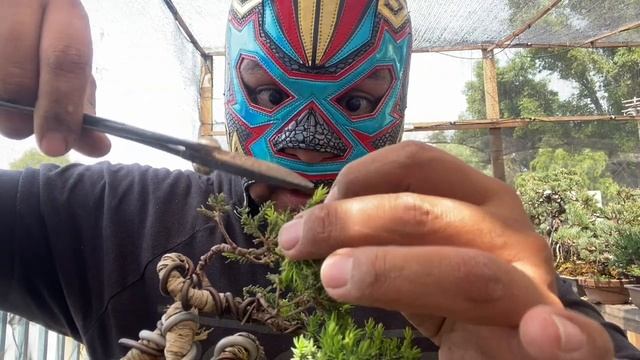 Pinzado y ramificado de juniperus procumbens nana SONARE!!! смотреть онлайн