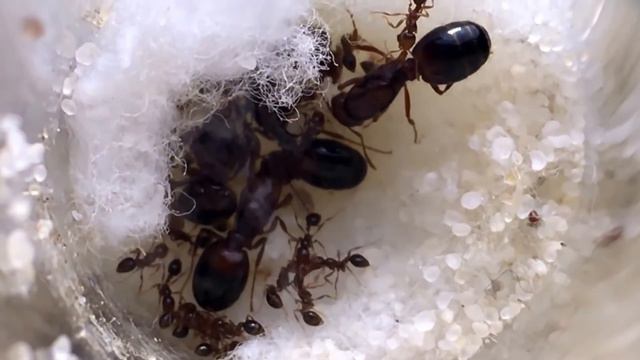 Колония огненных муравьев смотреть онлайн