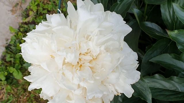 Пион Ann Cousins смотреть онлайн