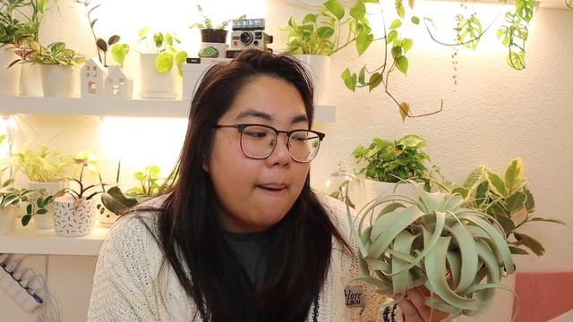 Tillandsia Xerographica (Air Plant) Plant Care Tips | The Houseplant Alphabet
