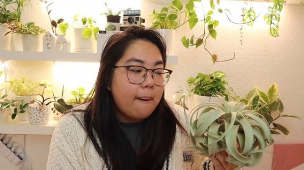 Tillandsia Xerographica (Air Plant) Plant Care Tips | The Houseplant Alphabet