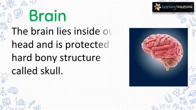 Class 3 EVS Internal Body Parts || Names and Their Functions смотреть онлайн