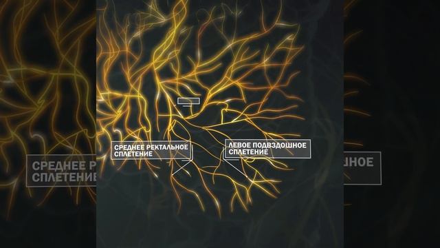 Нейроанатомия блуждающего нерва, важнейшего нерва человека. 2020 [RU??] Feat. NESA WORLD® смотреть онлайн