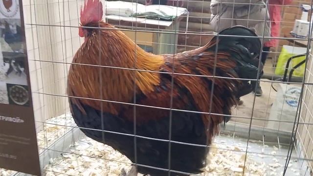 ВЫСТАВКА " ГОРДОСТЬ РОССИИ".25.02.2023. ЧАСТЬ 1. КОЛОМНА. ГОЛУБИ.КУРЫ смотреть онлайн