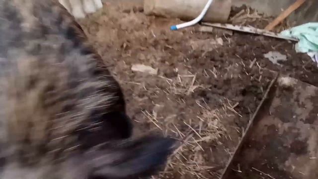 wild home boar. Кабан - Фроська. смотреть онлайн