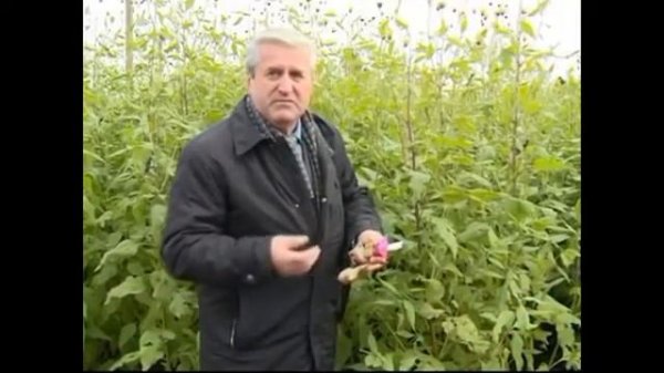 Завершение эксперимента по борьбе топинамбура с борщевиком