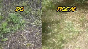 Эксперимент уксус и вода. Как избавиться от сорняка.mp4