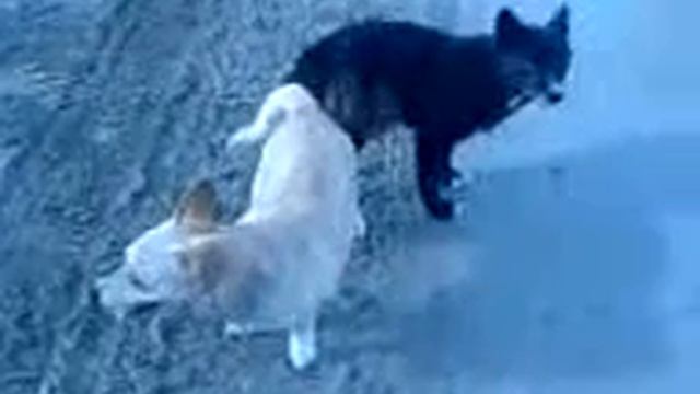 у собаки застрял смотреть онлайн