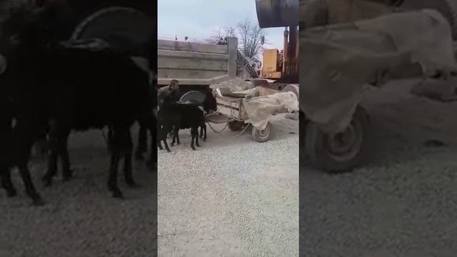 Повесил ослов на телеге смотреть онлайн