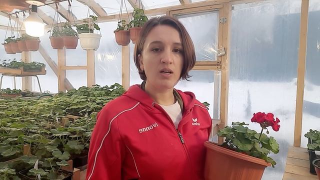 Уход за пеларгонией в зимнее время. смотреть онлайн