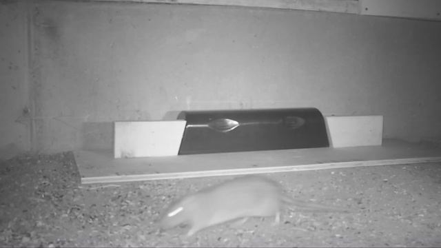 Catching Rats In The Barn With The All New KAT SENSE Double Rat Trap. Mousetrap Monday смотреть онлайн