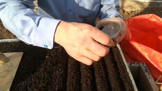 Последовательность посадки чернушки на рассаду смотреть онлайн