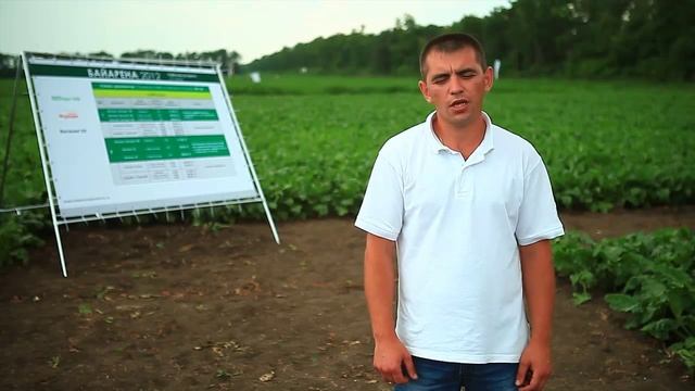 Результаты опытов защиты сахарной свёклы от сорняков смотреть онлайн