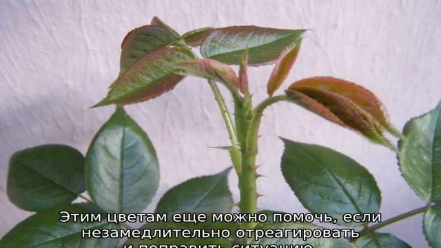 Как удалять слепые побеги на розах смотреть онлайн