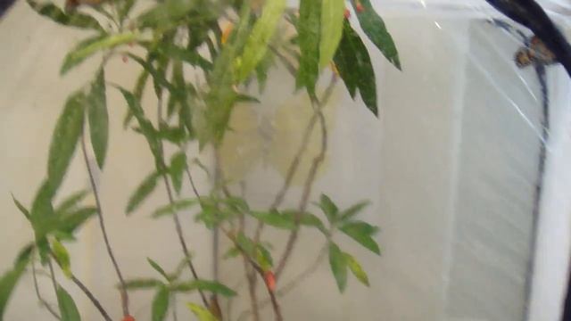 Rearing Monarch Butterflies - Clip 7 Of 20 - Egg Laying Has Started