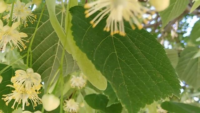 Улочками нашего двора?. Парк для собак ??. Все те же чистые мусорки ?? смотреть онлайн