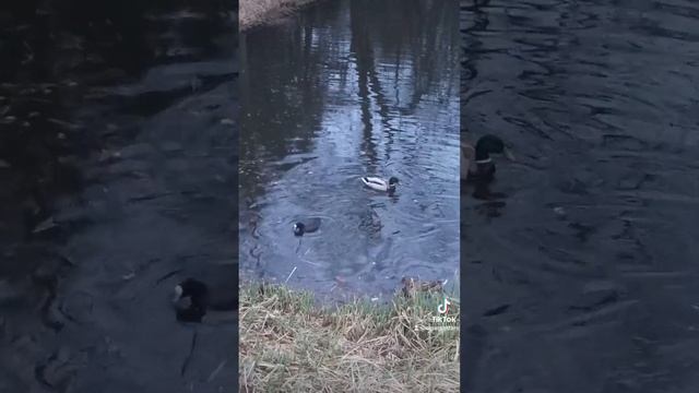 кормлю уток и лысуху в воде смотреть онлайн