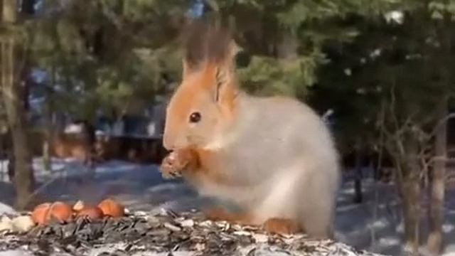 белка кушает орешки в снежном лесу смотреть онлайн