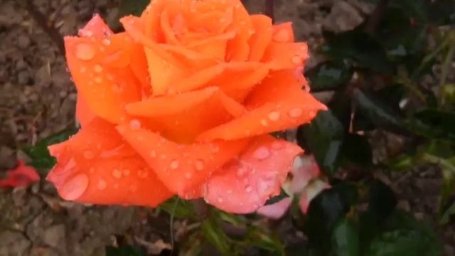 Яркая роза Моника смотреть онлайн